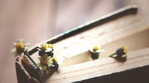 Close-up of potted plant on table