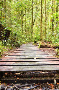 Boardwalk amidst trees in forest