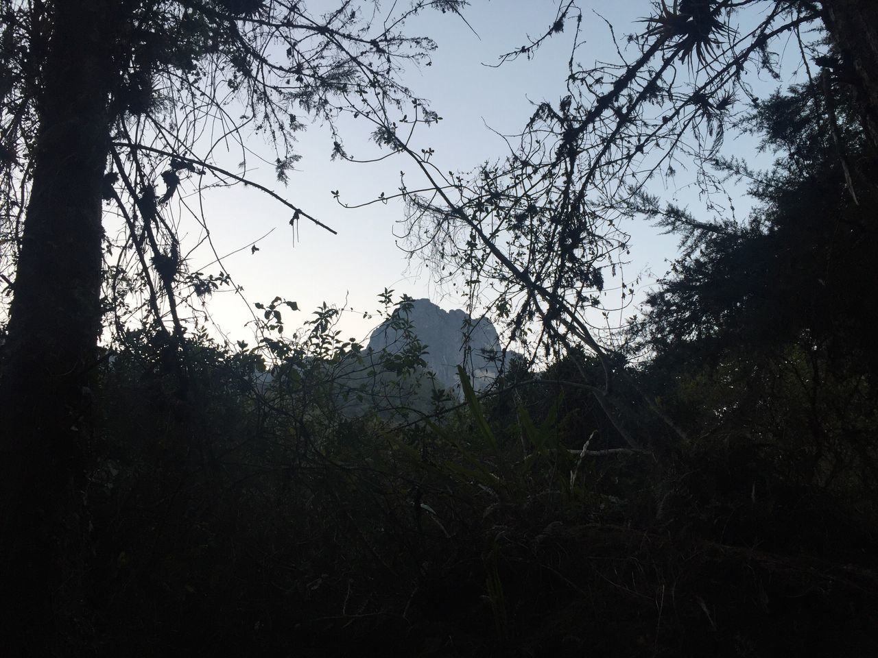 tree, nature, low angle view, silhouette, no people, sky, growth, outdoors, bird, day, beauty in nature, animal themes