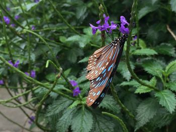 High angle view of butterfly on purple leaf