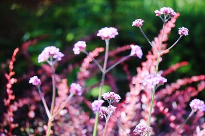 Close-up of flowers blooming outdoors