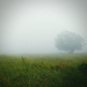 Scenic view of grassy field in foggy weather