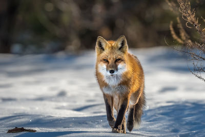 Portrait of an animal on snow