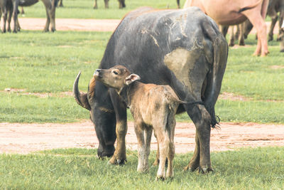 Cows grazing on field