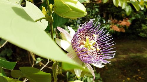 Close-up of purple flowers blooming outdoors