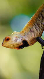 Close-up of lizard