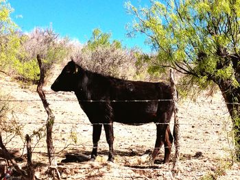 Horse standing in a row