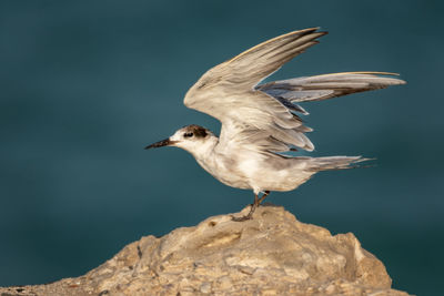 Close-up of bird perching on rock