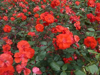 Full frame shot of red flowers blooming outdoors