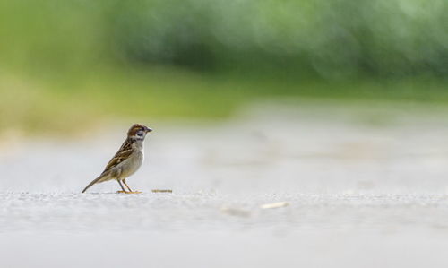 Close-up of bird perching on a plant