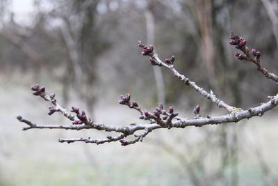 Close-up of cherry blossoms in spring