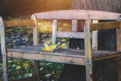 Close-up of bird on table
