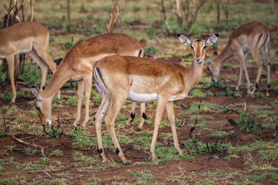 Deer standing in a field