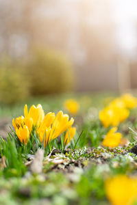 Close-up of yellow flowering plant on field