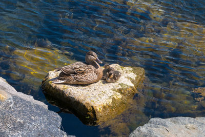 High angle view of a duck swimming in lake