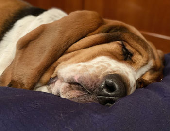 Close-up of dog sleeping - blues sweet dreams.