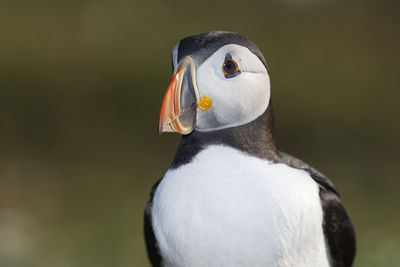 Close-up of puffin