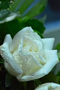 Close-up of wet rose