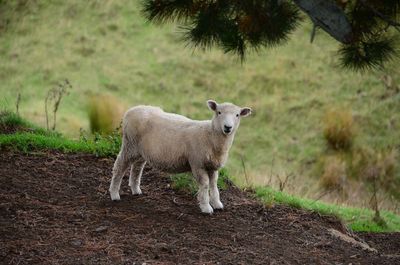 Sheep on field