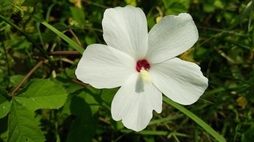 Close-up of flower blooming outdoors