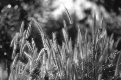 Close-up of plants