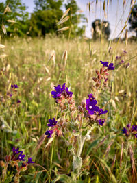 Close-up of purple flowering plants on field