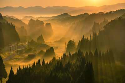 Panoramic view of trees on landscape during sunset