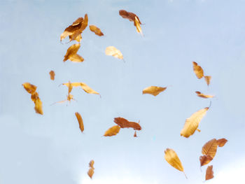 High angle view of orange leaves