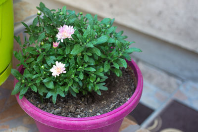 High angle view of potted plant on table