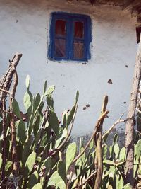 Low angle view of cactus growing outside house