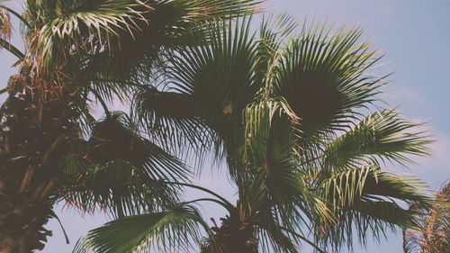 Low angle view of palm trees against sky