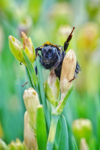 Close-up of bee on flower