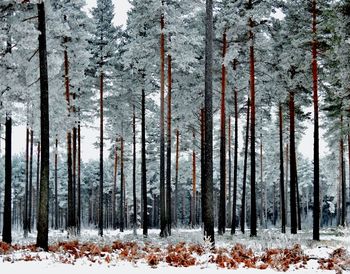 Trees in forest during winter