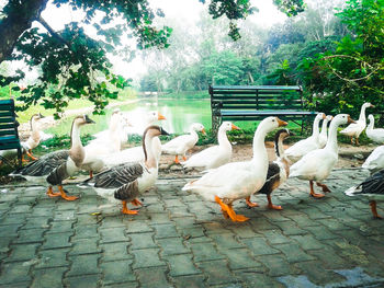 Ducks on riverbank