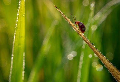 Close-up of insect on wet plant