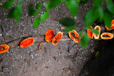 High angle view of plants growing on rock