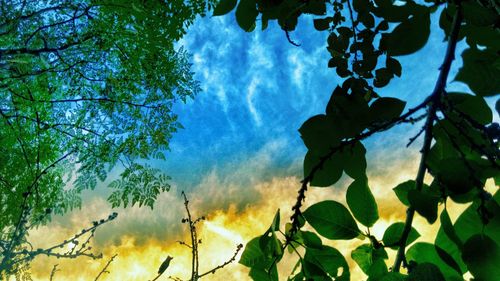 Low angle view of leaves against sky