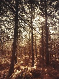 Bare trees in forest