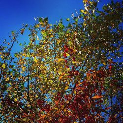 Low angle view of trees against blue sky