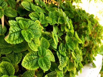 Close-up of fresh mint leaves in potted plant