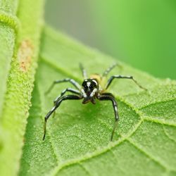 Close-up of spider