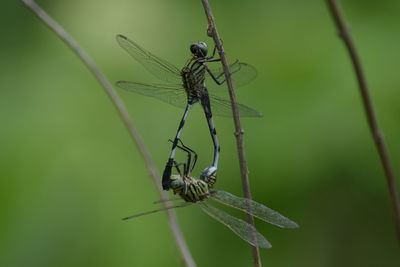 Close-up of dragonfly