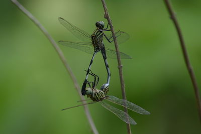 Close-up of dragonflies mating on stick