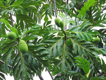 Close-up of fresh green tree
