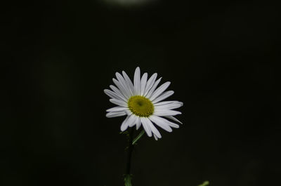 Close-up of white daisy flower against black background