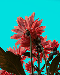 Low angle view of pink flowering plant against clear blue sky