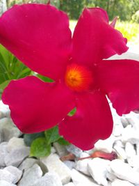 Close-up of red flower blooming outdoors