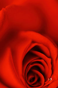 Close-up of red rose