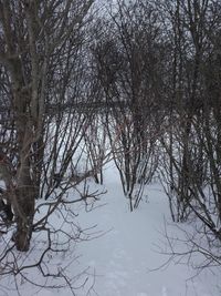 Bare trees on snow covered land