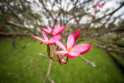 Close-up of pink flowers blooming outdoors